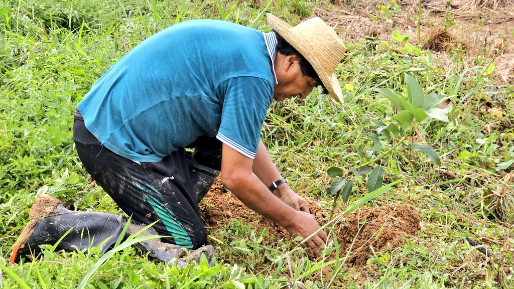 evoespueblo's tweet photo. Estos días fueron de arduo trabajo, el chaco siempre nos trae obligaciones.

Estuvimos dedicándonos a nuestro arrozal, maizal, nuestros tambaquis y nuestro naranjal y mandarinal. 
Respetamos el duro trabajo de nuestros hermanos que se dedican a la producción de alimentos, la pachamama es bondadosa y generosa. 

Es nuestro deber y obligación cuidarla y respetarla. 
Estamos seguros que en los próximos años el mundo será víctima de una crisis alimentaria causada por el capitalismo y el consumismo, debemos estar preparados.