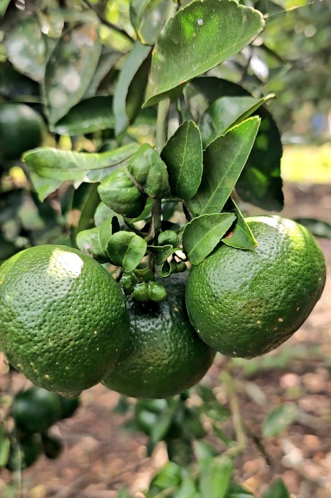 Estos días fueron de arduo trabajo, el chaco siempre nos trae obligaciones.

Estuvimos dedicándonos a nuestro arrozal, maizal, nuestros tambaquis y nuestro naranjal y mandarinal. 
Respetamos el duro trabajo de nuestros hermanos que se dedican a la producción de alimentos, la