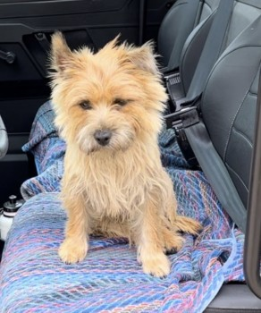 millypod1's tweet photo. 🆘28 NOV 2023 #STILLMISSING
#Lost Nikki & Nugget #ScanMe
2 Cairn Terriers BOTH Female #STOLEN??
Woodlands between #Alderley and #Treshem nr #WottonUnderEdge #Gloucestershire #GL12 https://t.co/q2YKKFzVlf https://t.co/YhKDYKfy7H https://t.co/HxHRimITxp