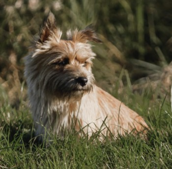 millypod1's tweet photo. 🆘28 NOV 2023 #STILLMISSING
#Lost Nikki & Nugget #ScanMe
2 Cairn Terriers BOTH Female #STOLEN??
Woodlands between #Alderley and #Treshem nr #WottonUnderEdge #Gloucestershire #GL12 https://t.co/q2YKKFzVlf https://t.co/YhKDYKfy7H https://t.co/HxHRimITxp