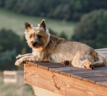 millypod1's tweet photo. 🆘28 NOV 2023 #STILLMISSING
#Lost Nikki & Nugget #ScanMe
2 Cairn Terriers BOTH Female #STOLEN??
Woodlands between #Alderley and #Treshem nr #WottonUnderEdge #Gloucestershire #GL12 https://t.co/q2YKKFzVlf https://t.co/YhKDYKfy7H https://t.co/HxHRimITxp