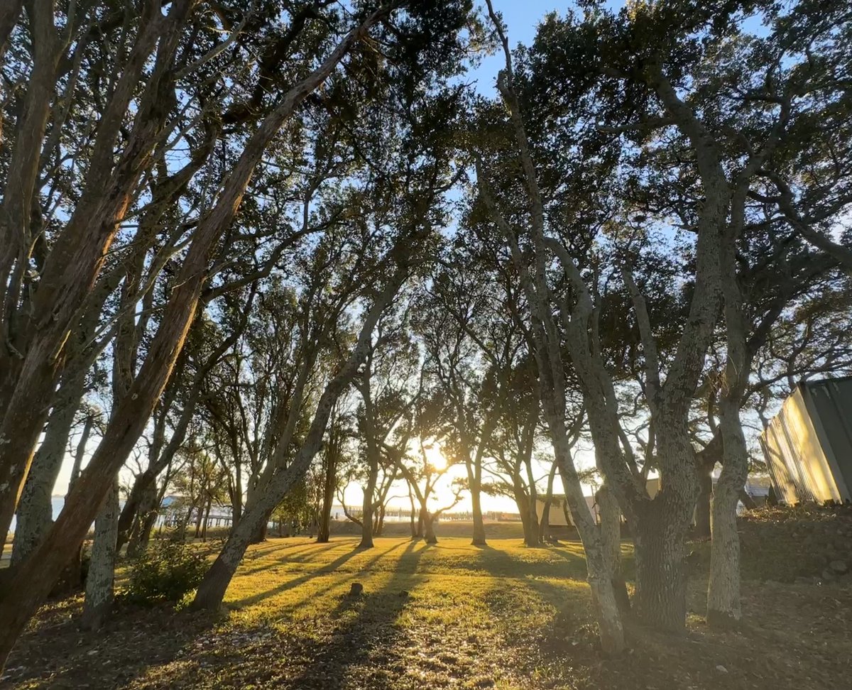 For field ecologists, winter typically means being stuck in the office making endless graphs. Luckily for me, my office is <a href="/UNCims/">UNC IMS</a> 🌊🐚
#phdlife #phd #marinescience

Pics: Blue heron, purple urchin, and our self-proclaimed maritime forest