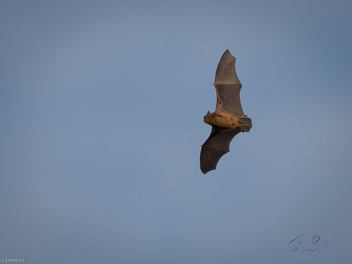 its not everyday you see a bat flying round on a January afternoon..... It was feeding well on the hatch of bugs up near the tree canopy.  Any of my knowledgeable friends be able to give me a punt on the species ? @WTSWW_Swansea @WTSWW @RSPBCymru @Natures_Voice @BatConservation