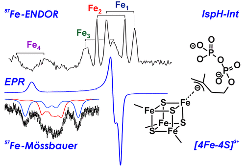 Iron-Sulfur Clusters + EPR and ENDOR: match made in heaven! Beautiful work including the groups of Brian Hoffmann and Joshua Telser.