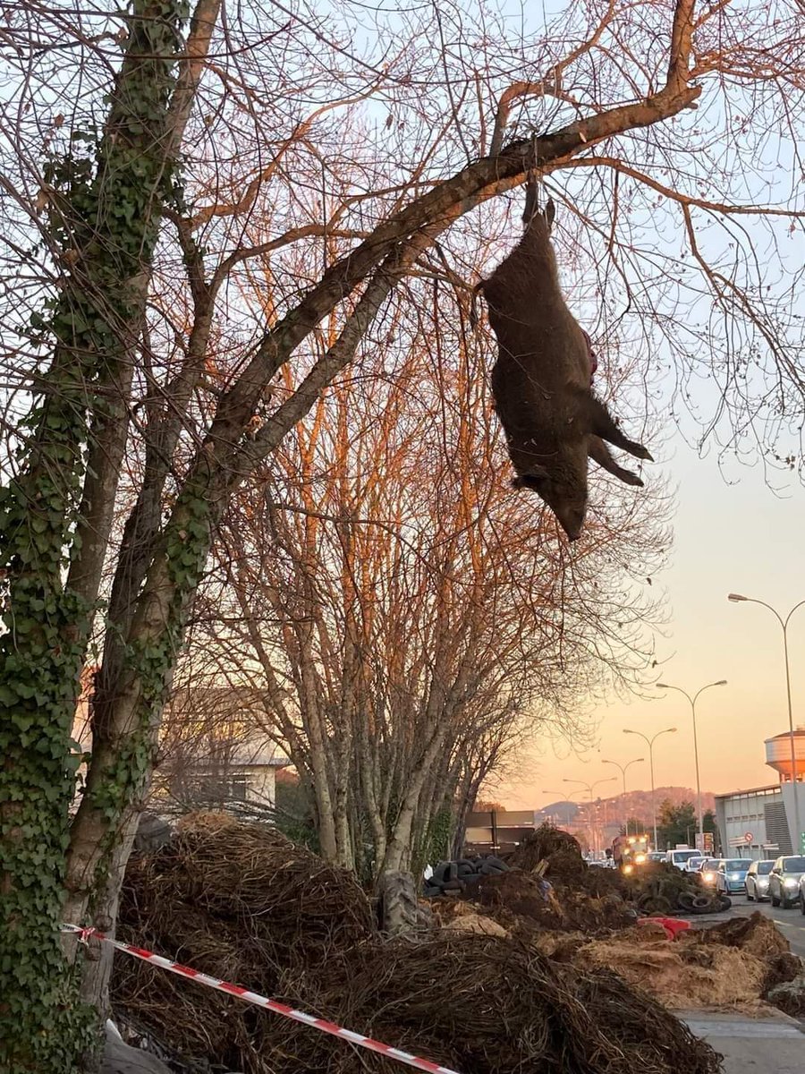 Boeren protesten in België 😡😭
Sommige boeren zijn echt extremisten en overtreden de wet met de regelmaat van de klok. In en buiten hun stallen. 
De dieren zijn aan de goden overgeleverd.😱😭
Hoe kan het zijn dat de politie
dit allemaal accepteert ❓