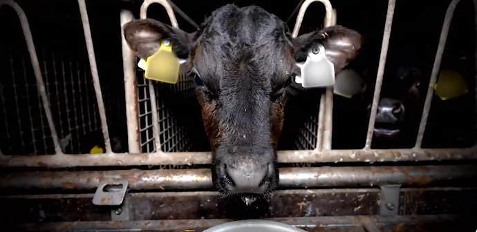 It's calf export season. Here's a reminder of the dark side of dairy exposed by @franmcnulty last year. Investigations by @L214 @Eyes_on_Animals & EFI highlighted this cruelty to the authorities many times. Nothing changes
#DairysDirtySecret #BanLiveExport
rte.ie/player/movie/r…