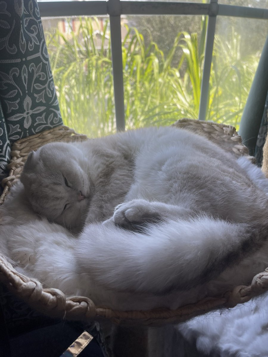 Floofy offering for your day.