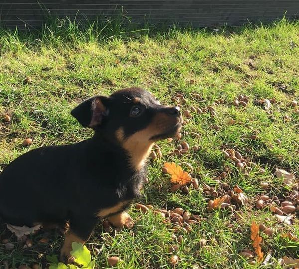 "Unconditional love, boundless joy—because every day is a doggone good day with my furry companion by my side. 🐾💙 #DogLove #BestFriendGoals #PawsomeMoments"