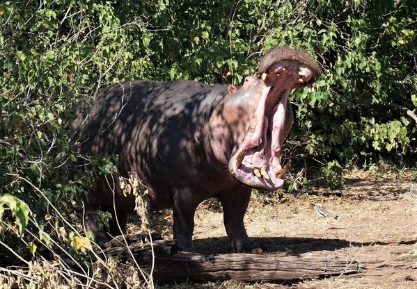 TravelGumbo's tweet photo. #Africa’s #DeadliestAnimal #ttot
TravelGumbo archives
By Travelers, For Travelers
https://t.co/6cgcP8Sk7K https://t.co/nJATqFChiT