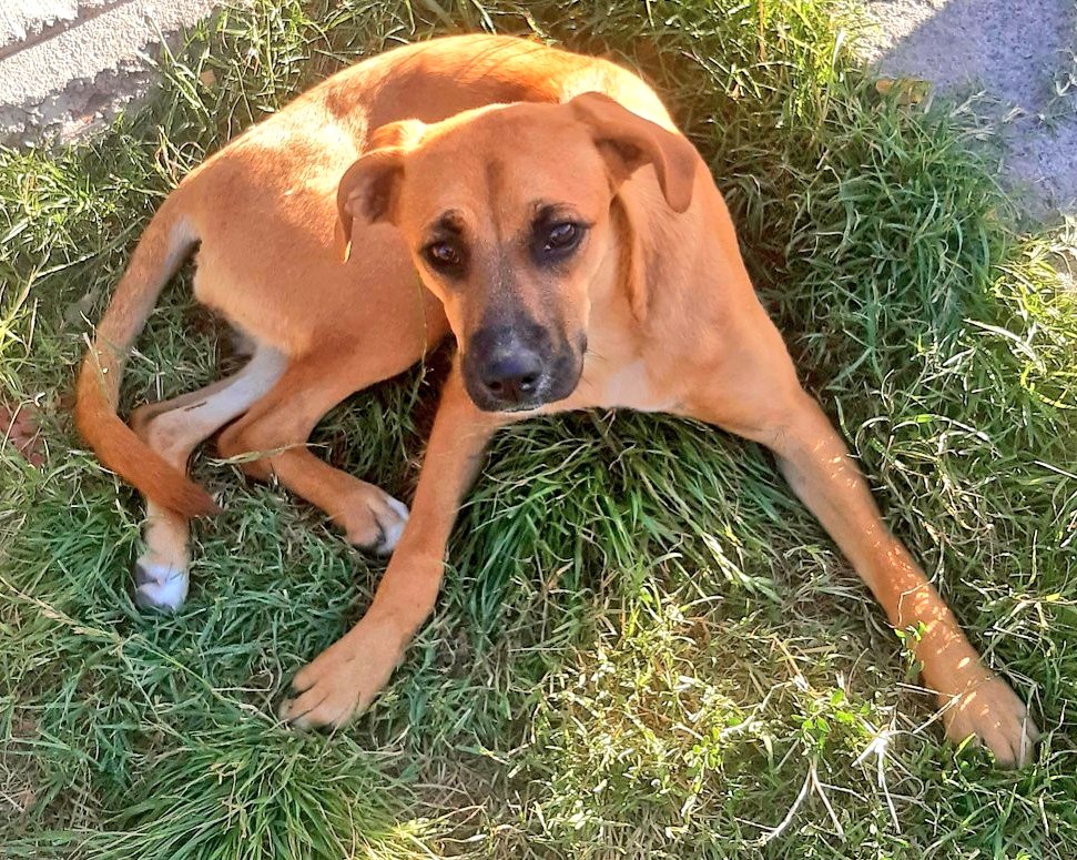 Seguimos buscando un hogar responsable para esta peludita💖🐾 
Tiene 6 a 7 meses, es de tamaño mediano, un poco tímida pero cariñosa. Necesita salir de la calle pronto🙏
Si quieres darle una oportunidad de tener un lindo hogar contáctate al +569 3087 8983
#Santiago
#Chile