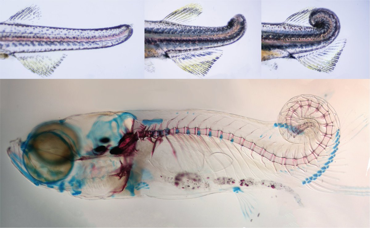 CienciasUChile tweet media