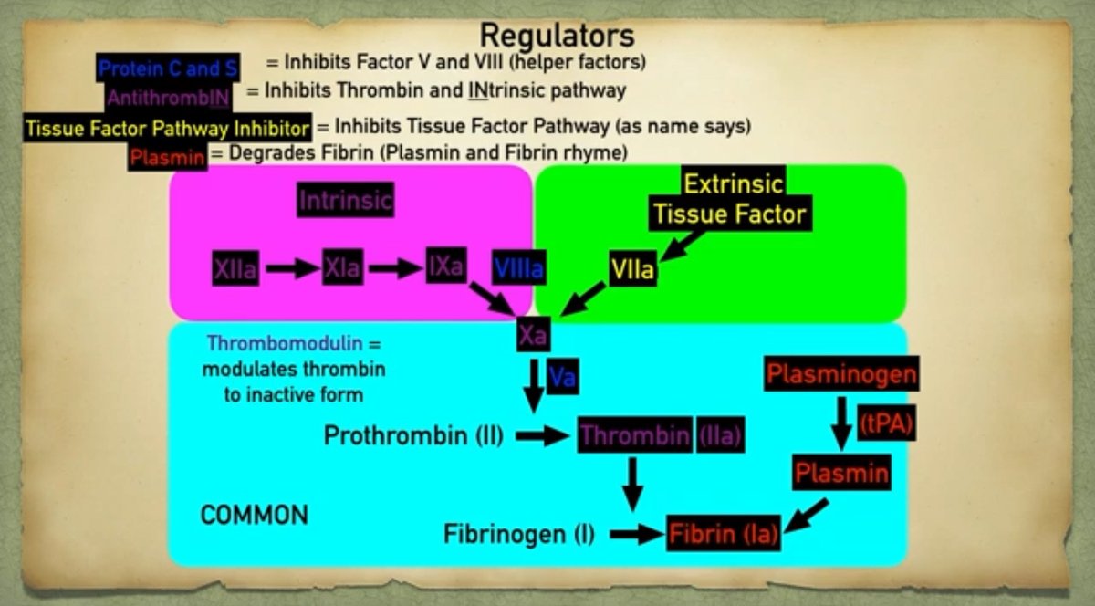 greenstudytea's tweet photo. 🩸HEMATOLOGY
SECONDARY  HEMOSTASIS  AND  COAGULATION  CASCADE  BY  EZmed

https://t.co/wMMDt6lxKW https://t.co/G8vLqqoYnl