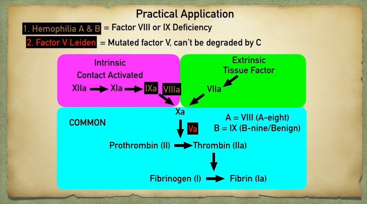 greenstudytea's tweet photo. 🩸HEMATOLOGY
SECONDARY  HEMOSTASIS  AND  COAGULATION  CASCADE  BY  EZmed

https://t.co/wMMDt6lxKW https://t.co/G8vLqqoYnl
