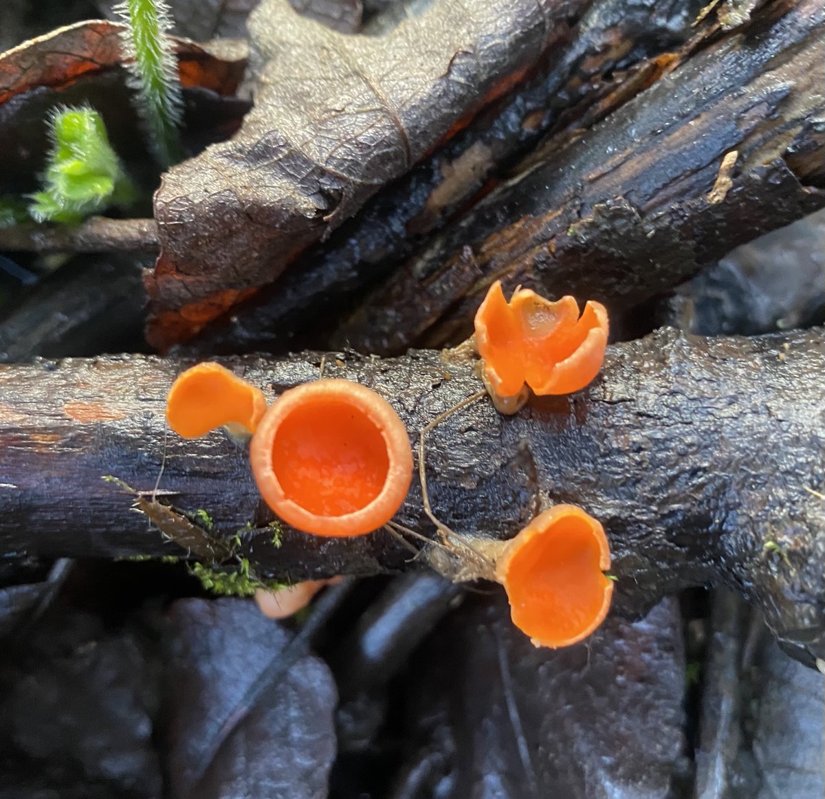 emptysmith's tweet photo. It has been business as usual for Scarlet Elf Cup in Flass Vale, Durham, this year - until today, that is, when in a new location I came across some of what seems to be called the "rare orange variant"!  @BSBIbotany @durhambotany tomorrow will be #FungusFriday https://t.co/gZNQV3ZyKY