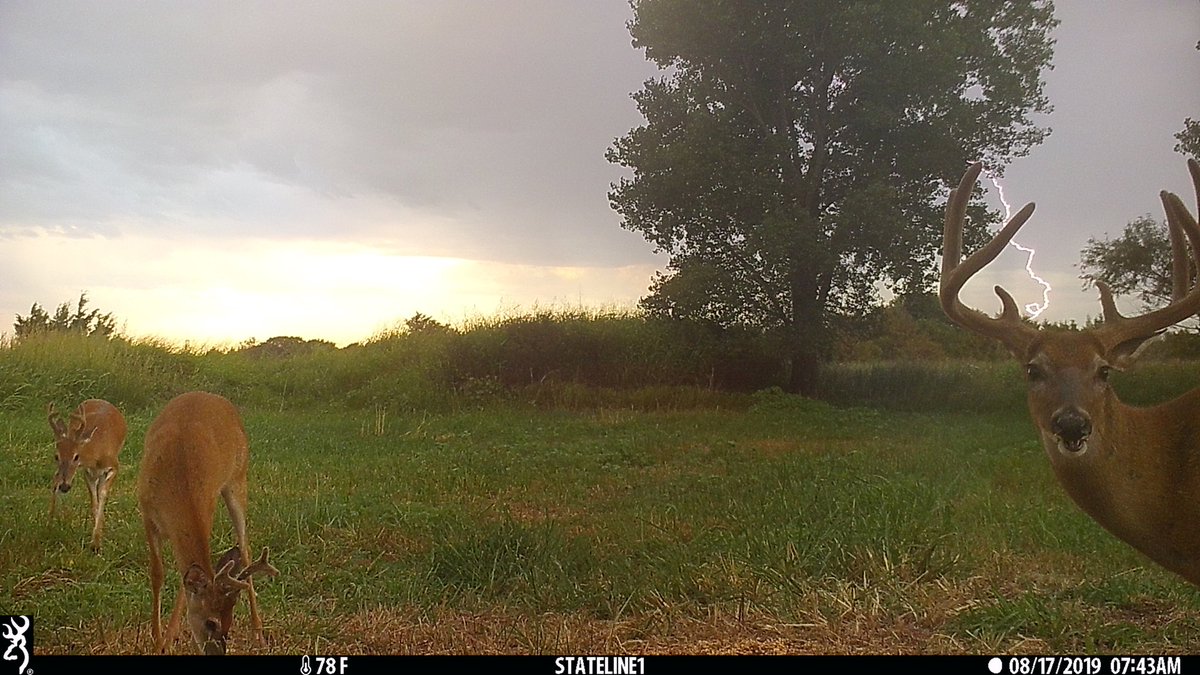 BrowningCams's tweet photo. The lightning in the background lined up perfectly between this bucks antlers! Great #ThrowbackThursday picture that Brady Walker captured on a Browning Command Ops trail camera
#BrowningCameras #youvegottoseethis #derr #triggerspeed #trailcameras #Browning #gamecamera https://t.co/JpuMUuRWc1