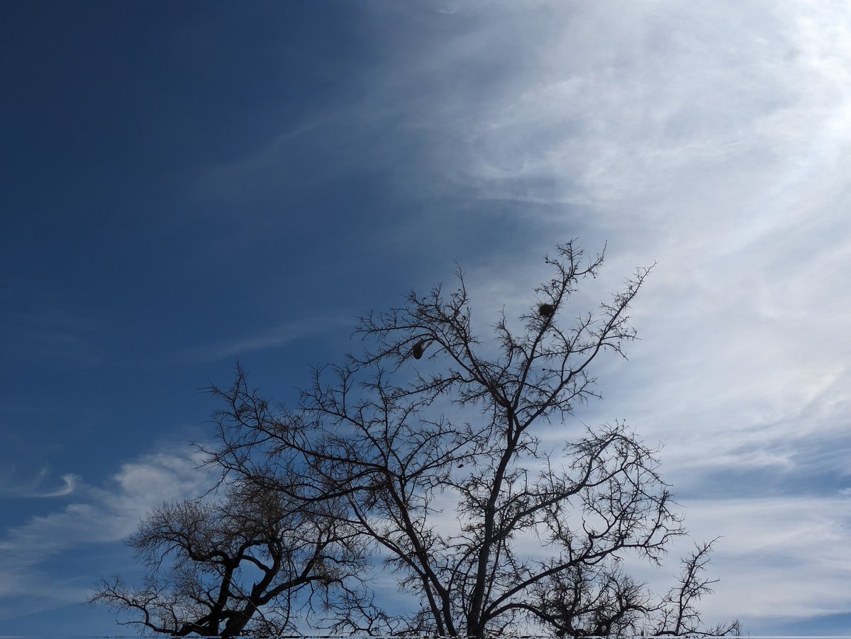 OgallalaLife's tweet photo. We get nasty weather here on #greatplains, can be pretty inhospitable out there
But lots species survive, some thrive
Awesome bird engineering!
Build home on limbs that must thrash wildly, 40-60mph winds...
#biodiversity #biomimic
@WildcatBluffNC. Saw 6 #muledeer, didn't pose https://t.co/7FWxHsWPtl