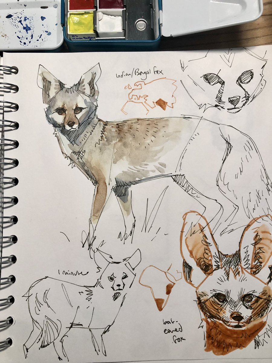 Foxes from a lil live streamed life drawing speed sketching thing 
