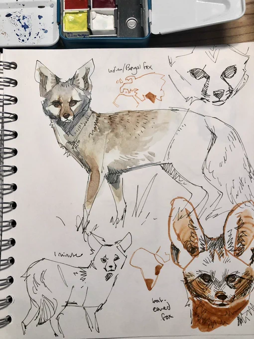 Foxes from a lil live streamed life drawing speed sketching thing 