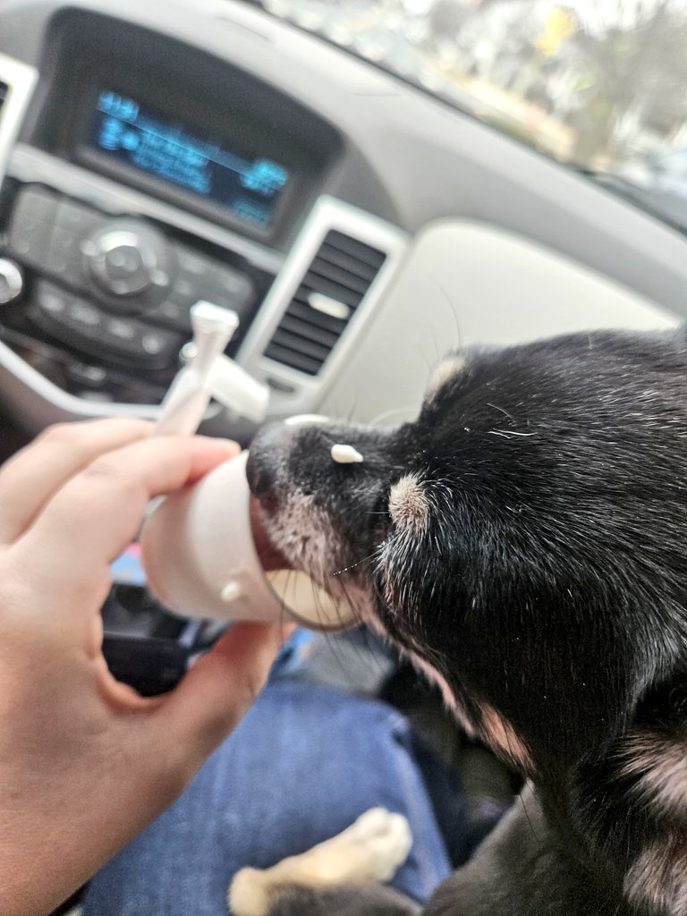 paco5775's tweet photo. We got Pup Cups! And we didn't even go to the vet!😋😋 #momshome #Tiki @dunkindonuts https://t.co/f53JZQkl2j