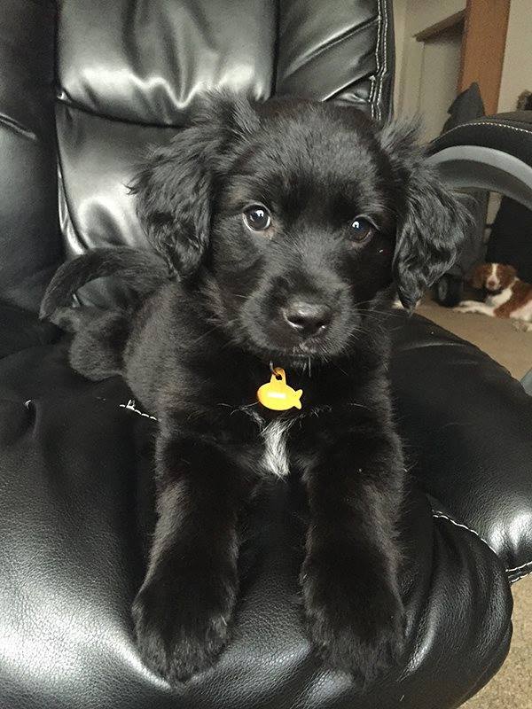 puppies_video's tweet photo. So cute puppy 🤗🥰 https://t.co/5AIujHmAQS