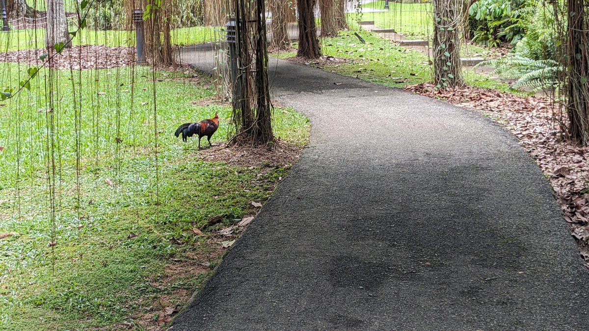 I was mentally prepared for squirrels. But nobody told me about the Junglefowl in #Singapore! @thorfinn you might like these.