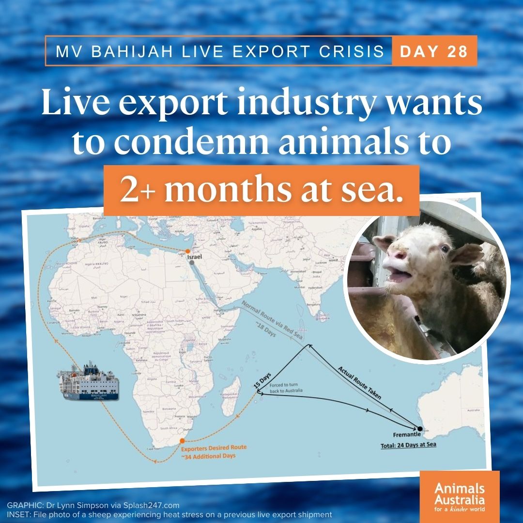 AnimalsAus's tweet photo. Entrenched in live animal export is a culture of ruthlessness &amp; animal cruelty. They've been getting away with it for decades. 

As time ticks away for the sheep &amp; cattle hidden within the MV Bahijah… the question remains, will the regulator let exporters get away with it again? https://t.co/Pr95JAn0cg