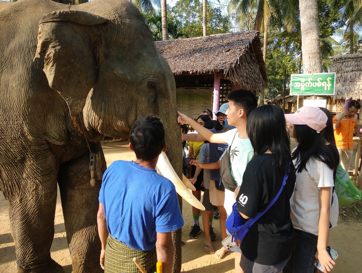 NISYangon's tweet photo. Year 8 & 9 students embarked on a coastal adventure to Ngwesaung! From beach sports to teambuilding, and exploring an elephant sanctuary to witnessing Pathein umbrella crafting – it was an enriching journey.
#NetworkInternationalSchool #NetworkSecondary #NetworkCampWeek https://t.co/9hOh6D1wPZ