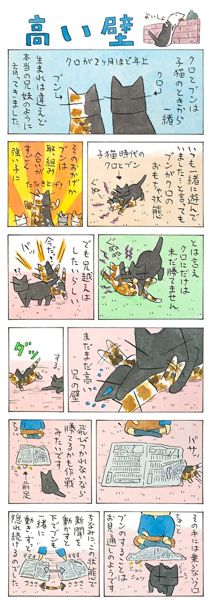 「兄だから」 虎視眈々...猫視眈々と兄越え作戦。 そう容易くは越えられない高い壁。 将来、越えられるときが来たら、 それはそれで寂しいような。 (久保智昭さんの「猫色スケッチブック」)つづきはこちら⇒