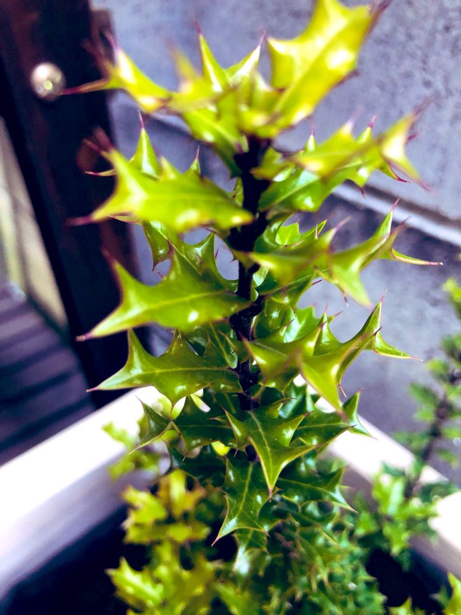 Rexcross_jp's tweet photo. ヒメヒイラギを植えてみました。
厄除けになるかな・・・👹 https://t.co/2FWAAGV17i