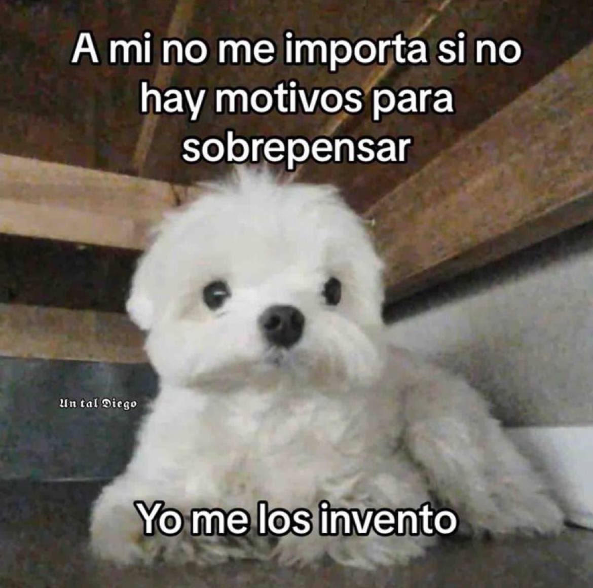 DiloConPerritos's tweet photo. https://t.co/7nhffl7uxL