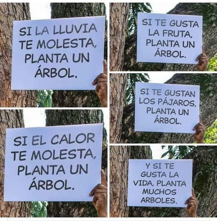 MsCiencia2's tweet photo. 🌳Los árboles son vida🌳 https://t.co/FJUkQmry8S