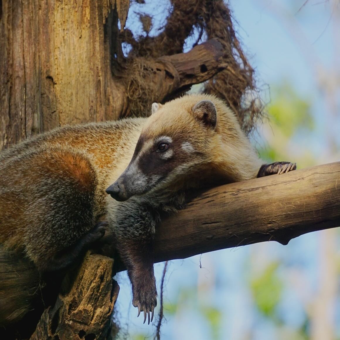 ZooBelize's tweet photo. Thursday mood.
This coati needed a break.
Coatis are frequently observed in large groups, sometimes up to 30 individuals. The Belize Zoo has a happy troop of “quash” who are always eager to meet and greet visitors!
#belize #belizezoo #bestlittlezoointheworld #animalsofbelize https://t.co/zb6RvHNdTV