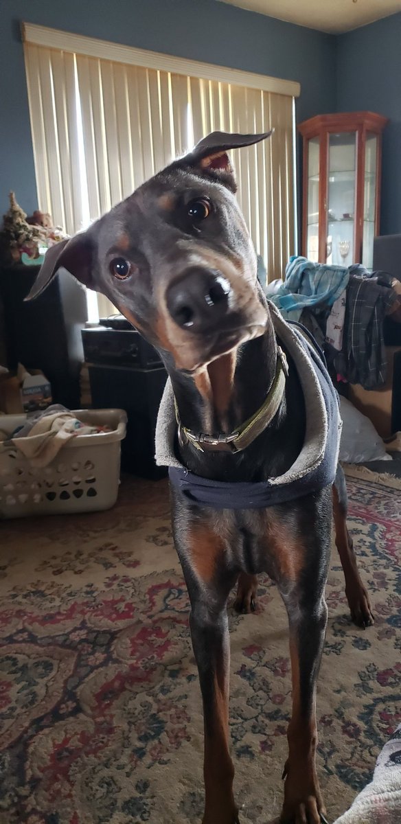 EveDudash's tweet photo. @JohnathanPerk Boop? We give you one back in a snazzy Max fleece 💖😊🐾 https://t.co/LGwI3YIzBv