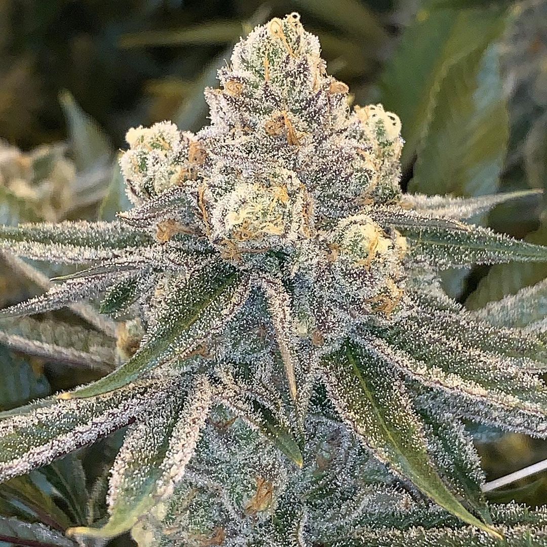 CannaGenesis420's tweet photo. Killer Punch. 

Cookie Killer x Purple Punch. Just beginning the flush before we freeze the room out and really bring out the trichs and color.  #welcometoquality #statelicensed #prop203 #azgrown #killerpunch #growsciences https://t.co/IVHHAIGaoN