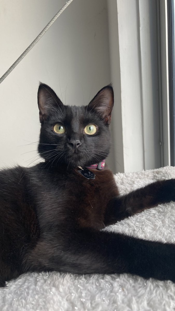 zcriptedoml's tweet photo. miren a la reina de la casa (solo vivimos ella y yo en un apto) la amo 😻😻 https://t.co/DF6rYchM5R