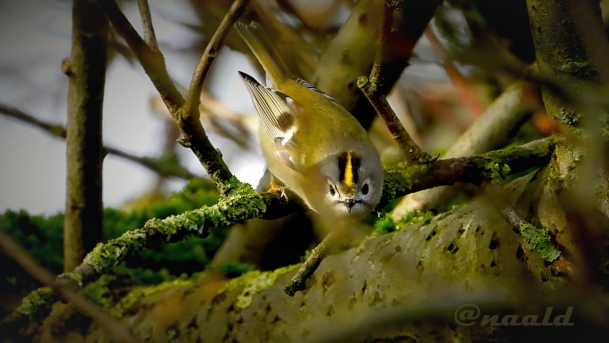 Goudhaan momenteel zeer actief in de Tripscompagnie. Een kleiner en beweeglijker vogeltje ken ik niet. #februarivogelmaand