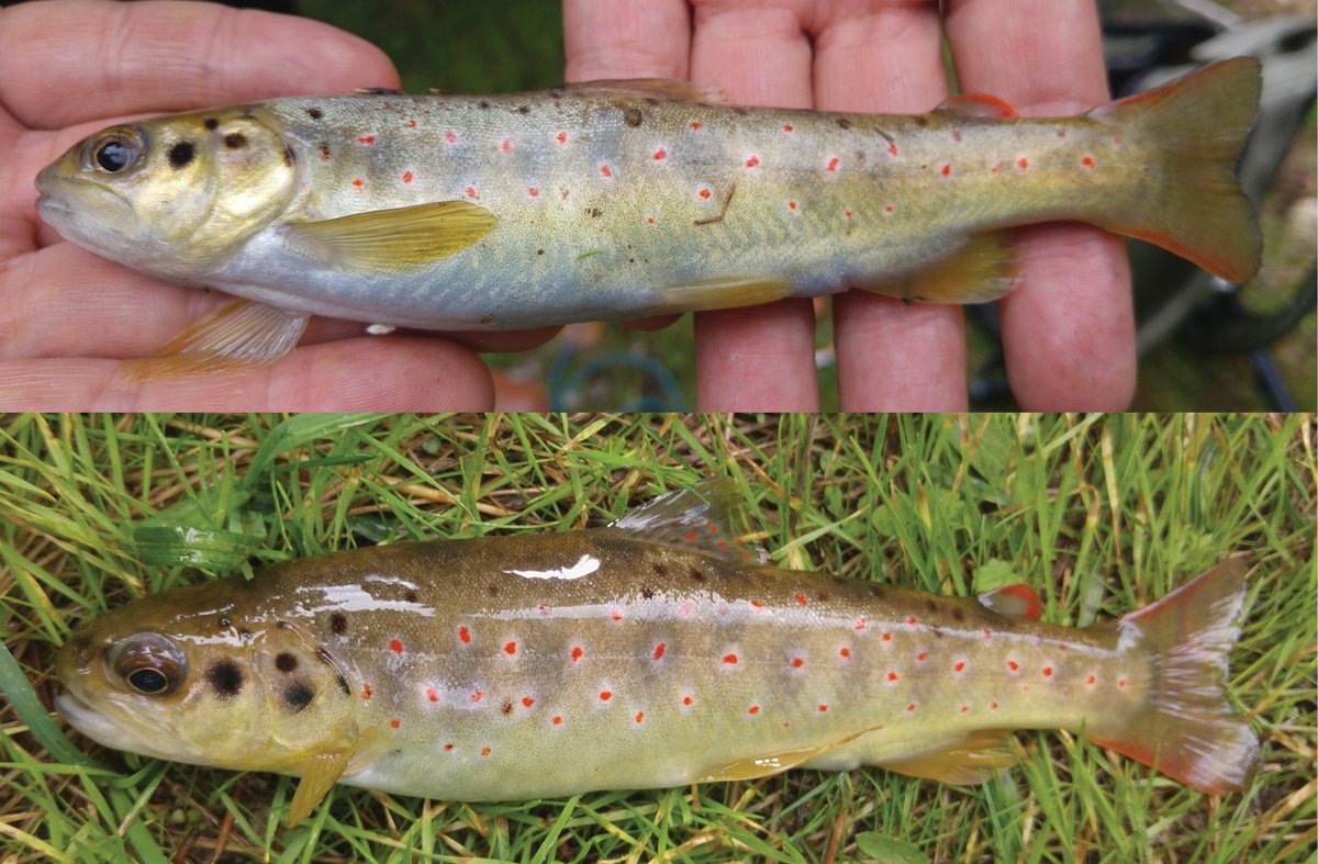 #NewSpeciesAlert - #𝑆𝑎𝑙𝑚𝑜 𝑏𝑟𝑢𝑛𝑜𝑖. The trouts of the Marmara and Aegean Sea drainages in #Türkiye, with the description of a new species (Teleostei, #Salmonidae). #Trout
🔓 bit.ly/3HPeBtj