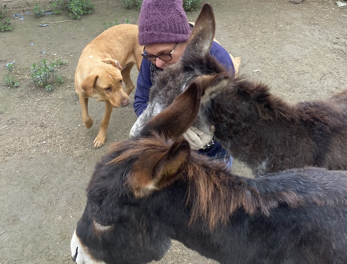 laps_zeba's tweet photo. โitโs not enough to love animals,we must actively protect and preserve them.Its our duty and responsibility as custodians of this planetโ
-Daphne sheldrick
#helpingstreetanimals #animallovers #responsibility #protect #duty #animalshelter #donkeysofX #dogsofX https://t.co/9uQc7YSqCC