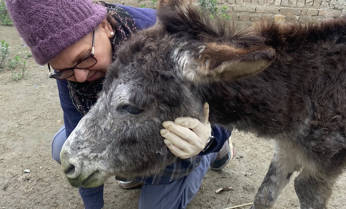 laps_zeba's tweet photo. โitโs not enough to love animals,we must actively protect and preserve them.Its our duty and responsibility as custodians of this planetโ
-Daphne sheldrick
#helpingstreetanimals #animallovers #responsibility #protect #duty #animalshelter #donkeysofX #dogsofX https://t.co/9uQc7YSqCC