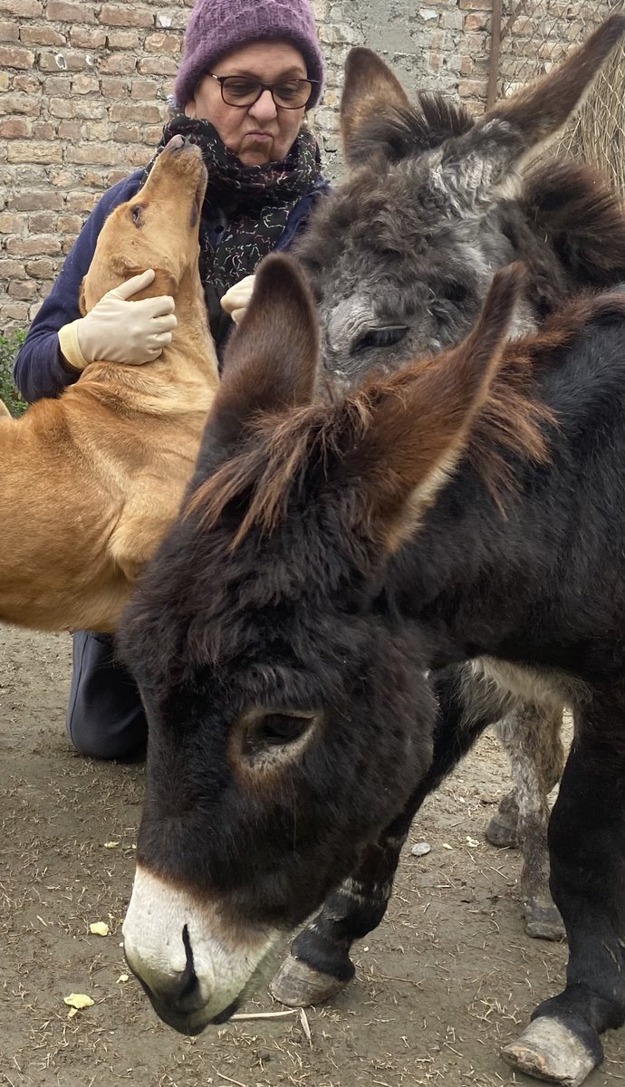 laps_zeba's tweet photo. โitโs not enough to love animals,we must actively protect and preserve them.Its our duty and responsibility as custodians of this planetโ
-Daphne sheldrick
#helpingstreetanimals #animallovers #responsibility #protect #duty #animalshelter #donkeysofX #dogsofX https://t.co/9uQc7YSqCC