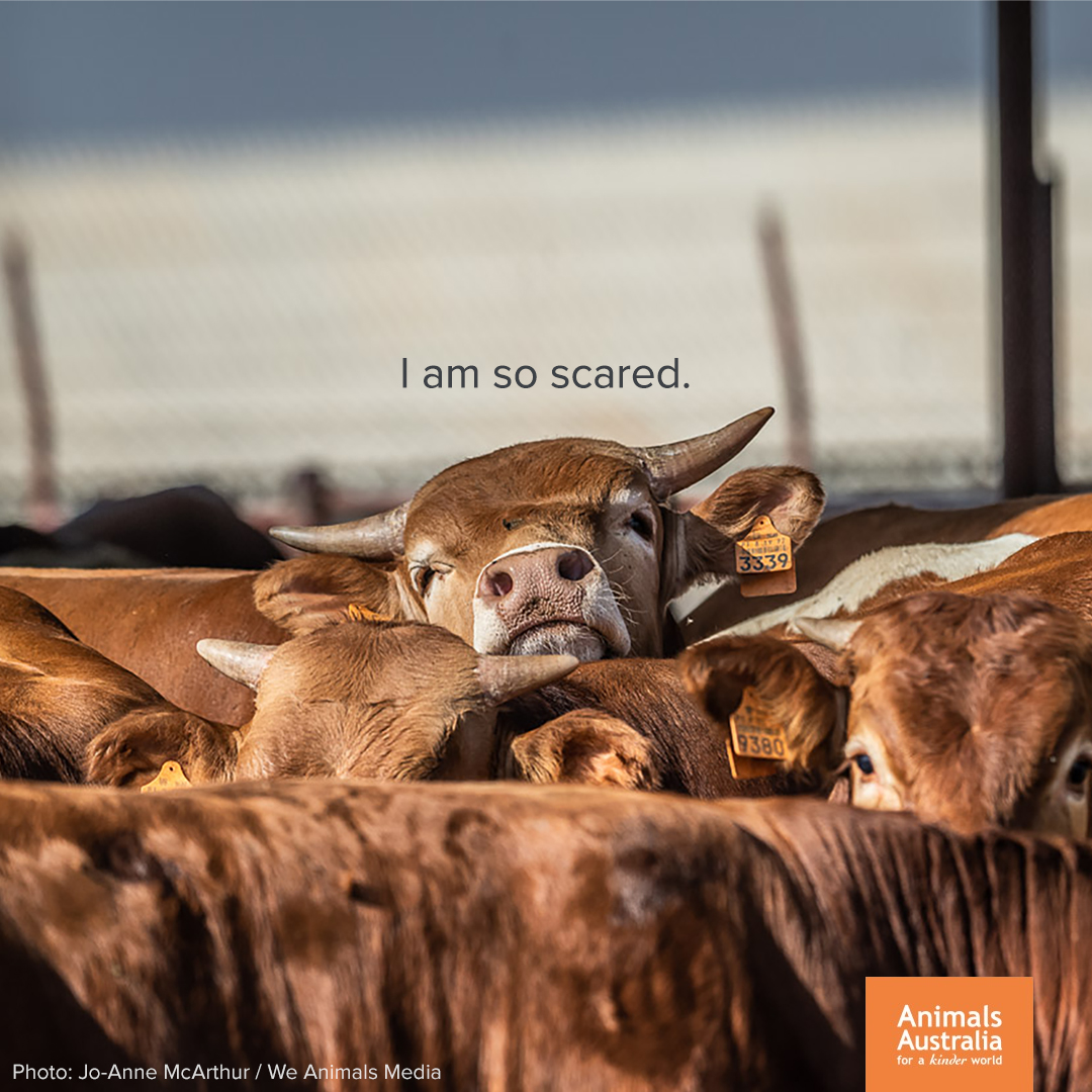 AnimalsAus's tweet photo. The live export industry treats living, feeling beings like cargo. 💔 https://t.co/78jIjDYiZu