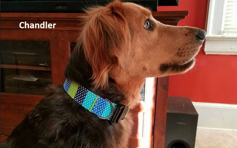 WeSew4You's tweet photo. Chandler loves his Blue hues Classy Collar!  See this and more at https://t.co/fupAlqGXbp or send us a message!  
 #dogsofinstagram #handmade #dogaccessories #dogcollars #dogfashion #collar #doglover  #handmadedogcollar #dogcollarsforsale #petaccessories https://t.co/zdafOPc18N