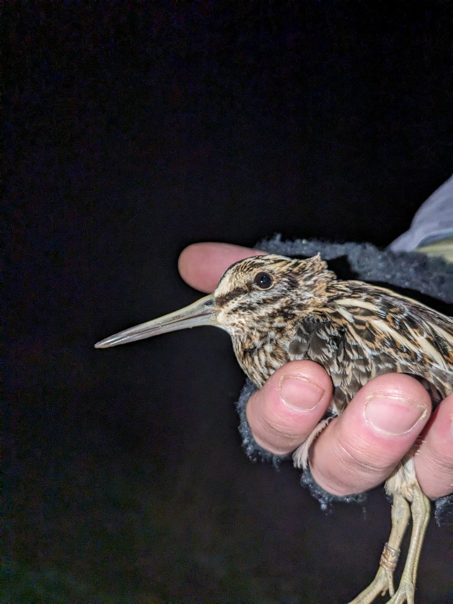 ShannonClifford's tweet photo. We couldn’t believe our eyes when @EdTooth caught this Jack Snipe and it had a Finnish ring on!!! Ringed last October in North Karelia and now at Redwell Marsh in Norfolk. Amazing recovery! 🥰  @_BTO https://t.co/gDH8rHgW98