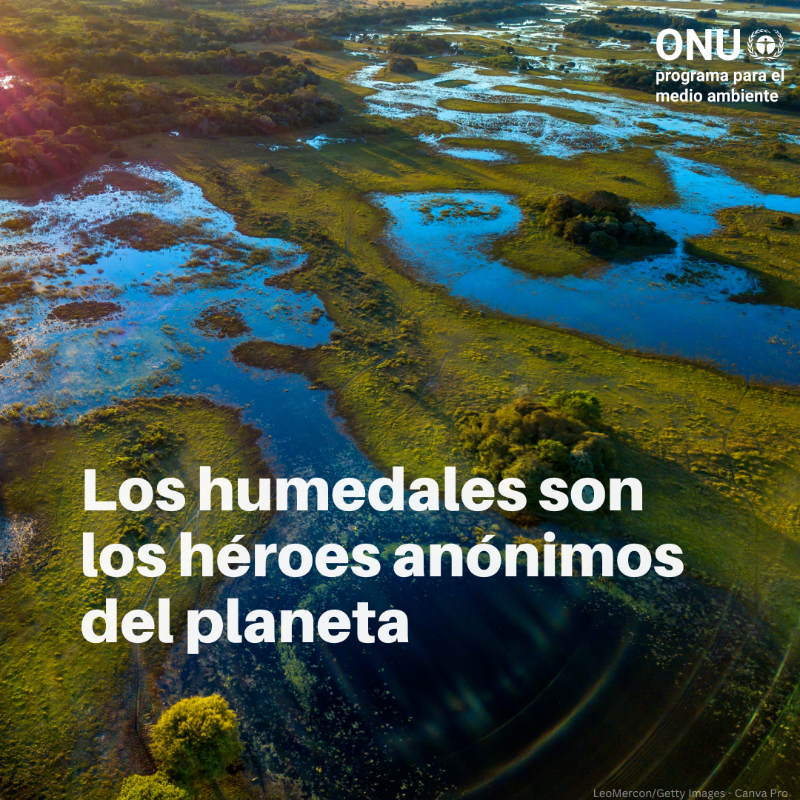 unep_espanol's tweet photo. Los humedales cubren un 6% de la superficie terrestre y son vitales para la salud, el suministro de alimentos y los medios de vida. 

⚠️ Pero están desapareciendo más rápido que los bosques.

#ActúaEnFavorDeLosHumedales, descubre cómo ⤵️

#DíaMundialdelosHumedales