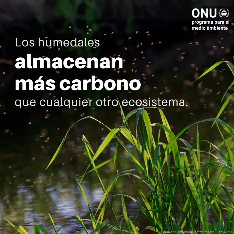 unep_espanol's tweet photo. Los humedales cubren un 6% de la superficie terrestre y son vitales para la salud, el suministro de alimentos y los medios de vida. 

⚠️ Pero están desapareciendo más rápido que los bosques.

#ActúaEnFavorDeLosHumedales, descubre cómo ⤵️

#DíaMundialdelosHumedales
