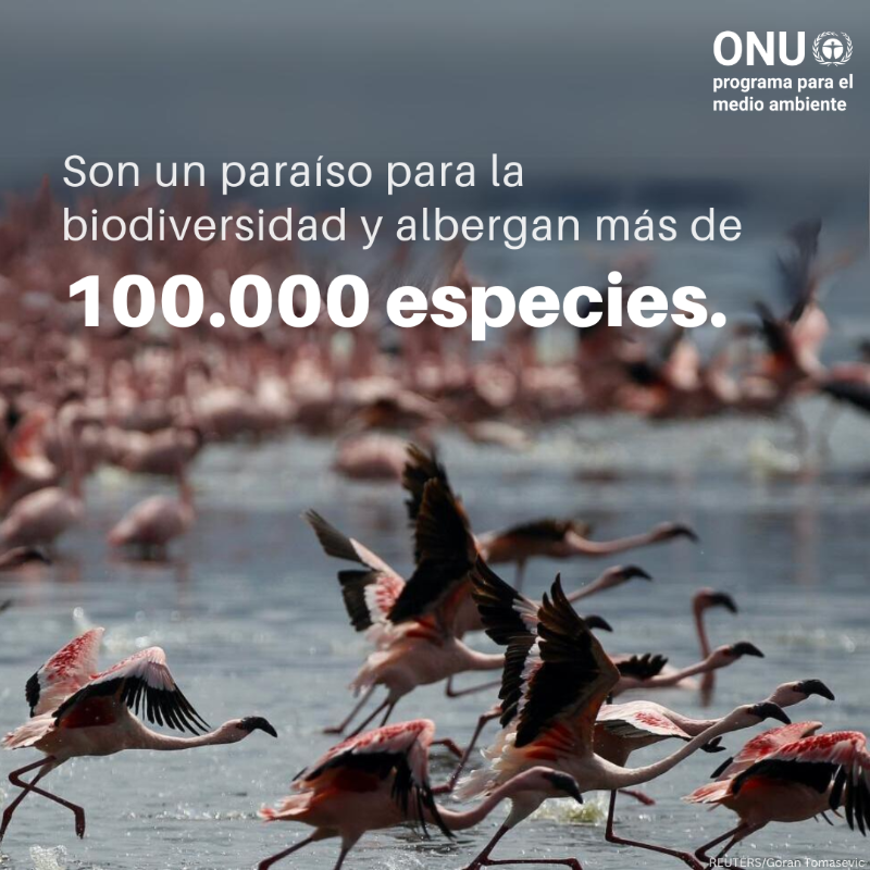 unep_espanol's tweet photo. Los humedales cubren un 6% de la superficie terrestre y son vitales para la salud, el suministro de alimentos y los medios de vida. 

⚠️ Pero están desapareciendo más rápido que los bosques.

#ActúaEnFavorDeLosHumedales, descubre cómo ⤵️

#DíaMundialdelosHumedales