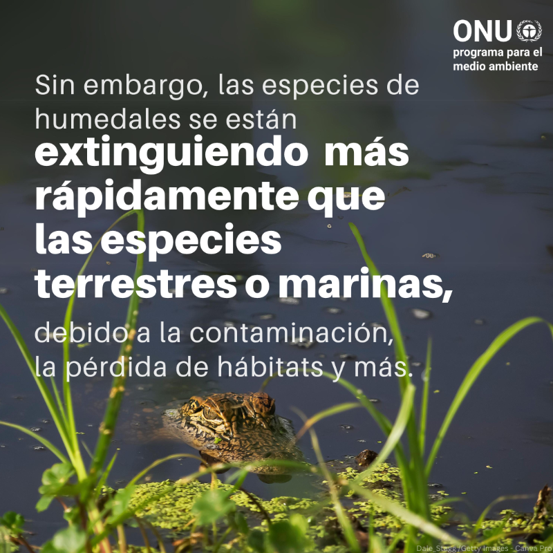 unep_espanol's tweet photo. Los humedales cubren un 6% de la superficie terrestre y son vitales para la salud, el suministro de alimentos y los medios de vida. 

⚠️ Pero están desapareciendo más rápido que los bosques.

#ActúaEnFavorDeLosHumedales, descubre cómo ⤵️

#DíaMundialdelosHumedales