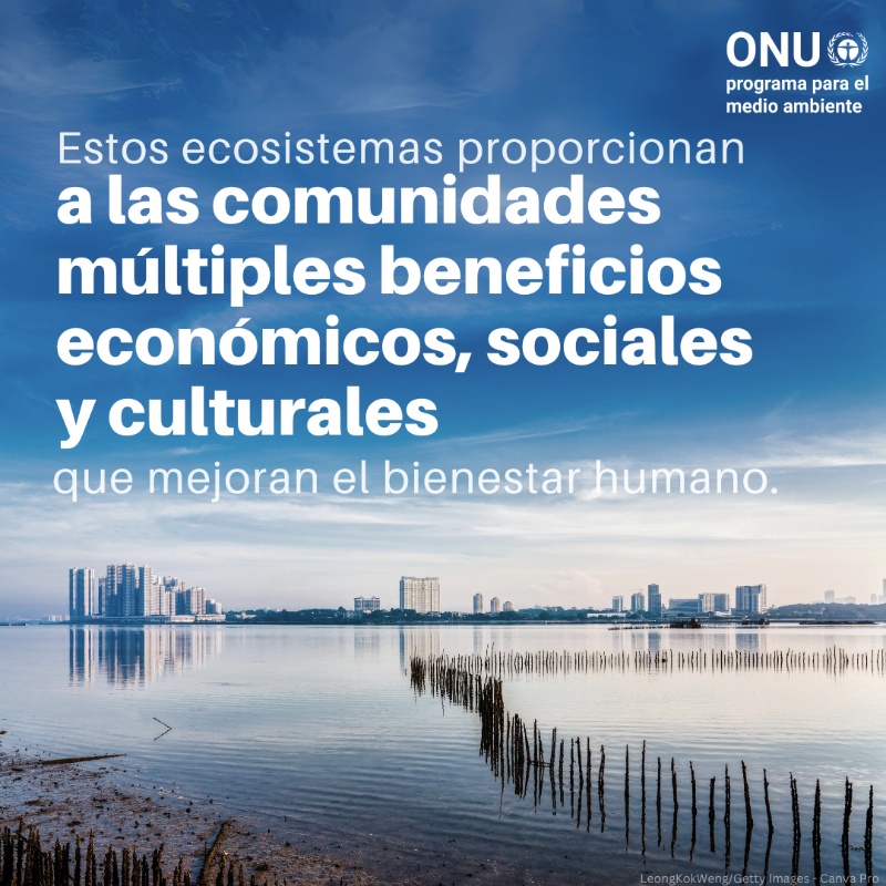unep_espanol's tweet photo. Los humedales cubren un 6% de la superficie terrestre y son vitales para la salud, el suministro de alimentos y los medios de vida. 

⚠️ Pero están desapareciendo más rápido que los bosques.

#ActúaEnFavorDeLosHumedales, descubre cómo ⤵️

#DíaMundialdelosHumedales