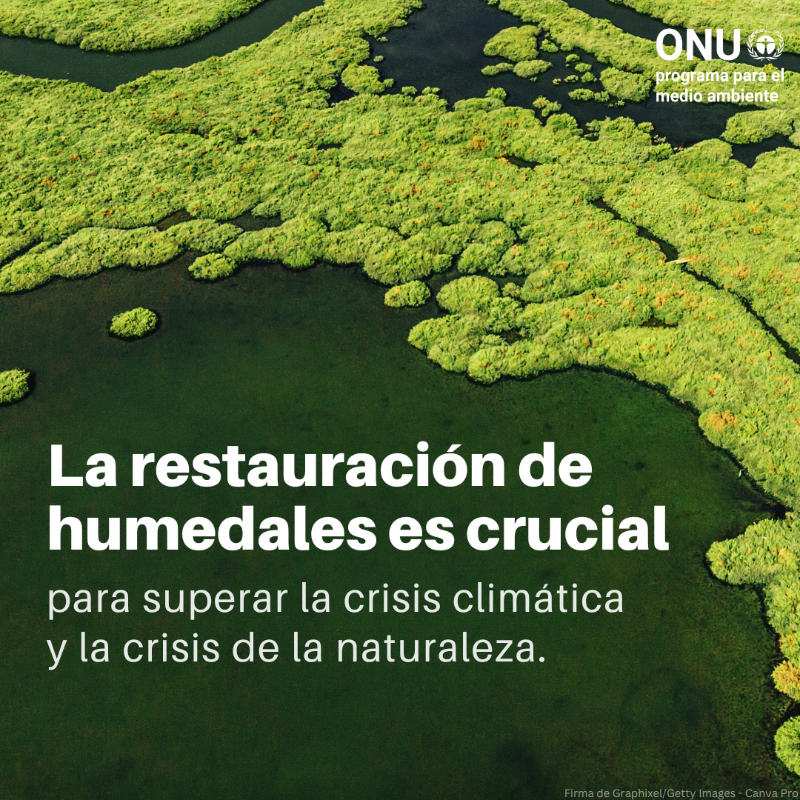 unep_espanol's tweet photo. Los humedales cubren un 6% de la superficie terrestre y son vitales para la salud, el suministro de alimentos y los medios de vida. 

⚠️ Pero están desapareciendo más rápido que los bosques.

#ActúaEnFavorDeLosHumedales, descubre cómo ⤵️

#DíaMundialdelosHumedales