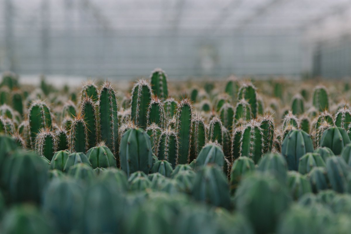 Een zee aan cactussen bij Kwekerij Ubink, vastgelegd door Eelco Roos.
Lijkt het je leuk een keer een kijkje te nemen in een echte kas? In april is er een open dag tijdens Kom in de Kas. Hier vind je een overzicht van alle evenementen in en rond Aalsmeer: visitaalsmeer.nl/evenementen-in…